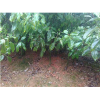 株洲香樟小苗 