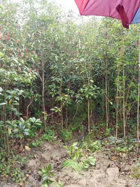 龙岩桂花小苗价格 