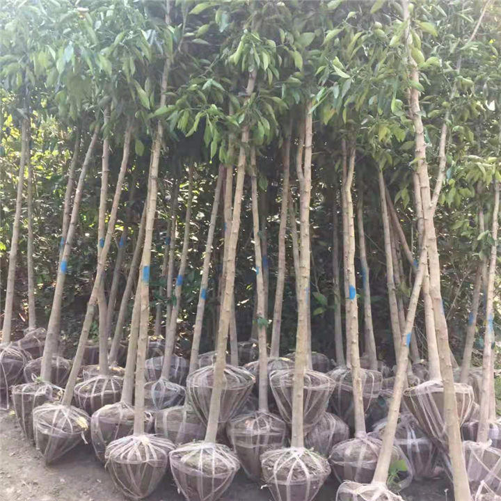 江西红花紫薇价格
