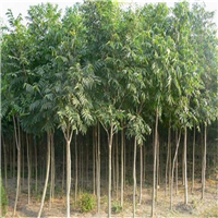 荆州大叶女贞价格 