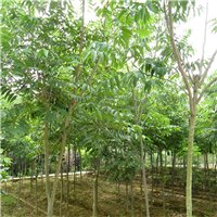 江西5公分无患子价格 