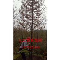 江西塔柏价格 