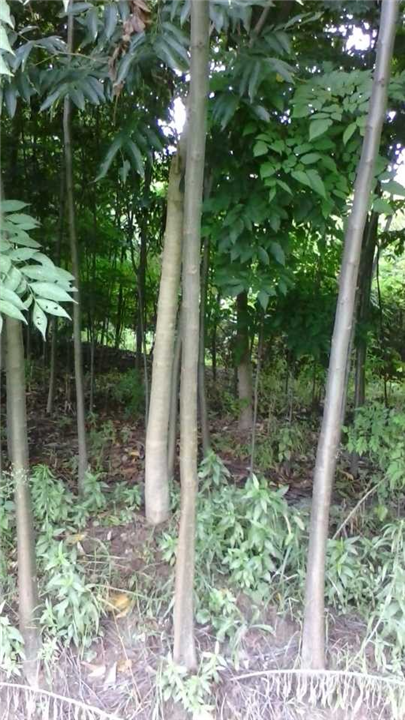 江西栾树小苗 