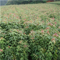 江西香樟苗价格 