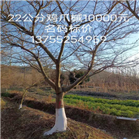江西无患子小苗基地 