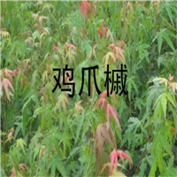 重阳木小苗 