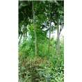 江西鸡爪槭 
