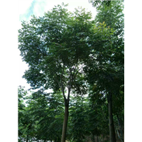 供应江西无患子苗 
