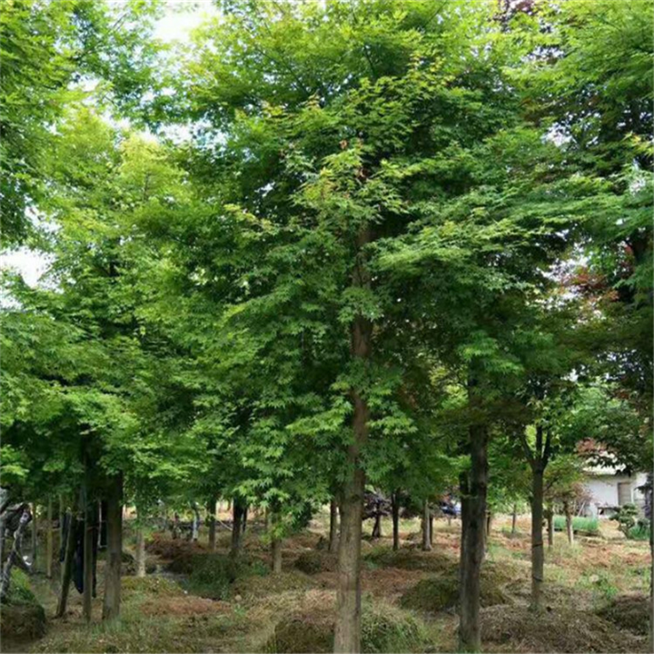 江西栾树批发价格 