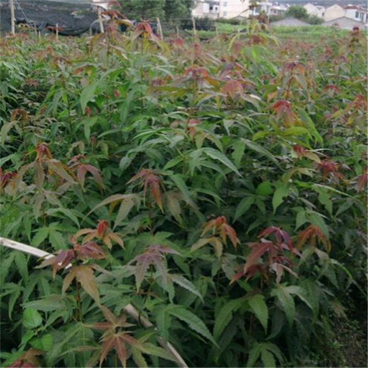 九江紫薇小苗 