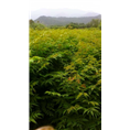 江西黄山栾树 