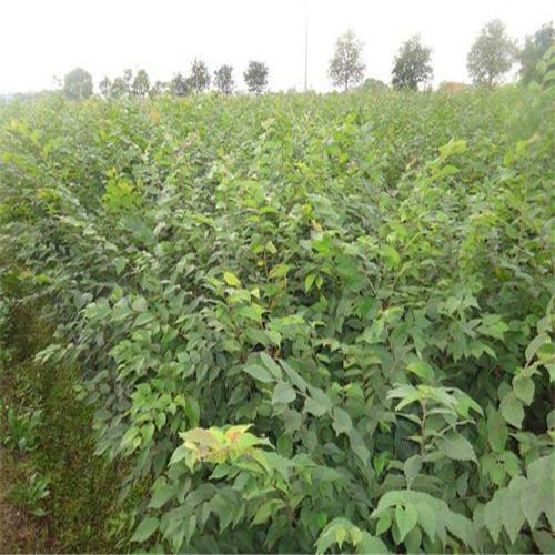 江西哪里有杜英卖 