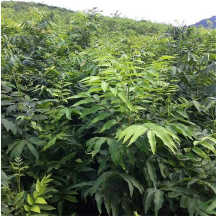 九江栾树价格 
