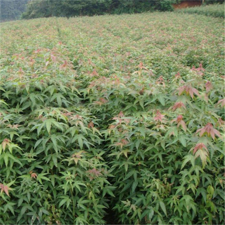 江西鸡爪槭小苗 