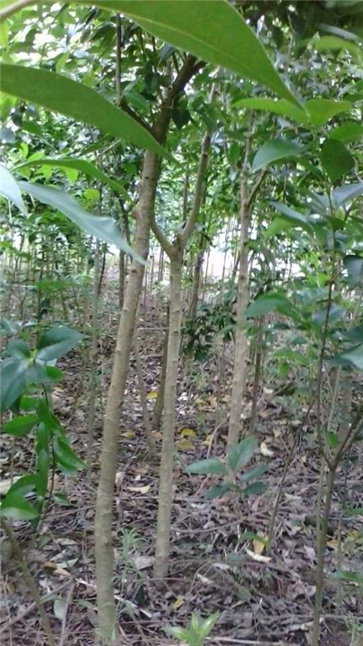 江西大叶女贞供应商 