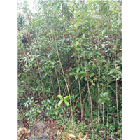 咸宁桂花小苗价格 