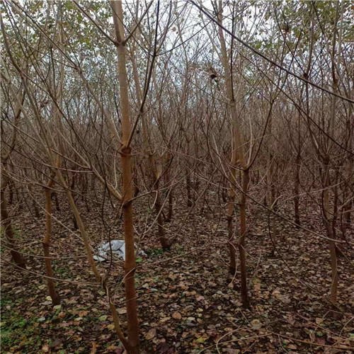 江西乌桕小苗 