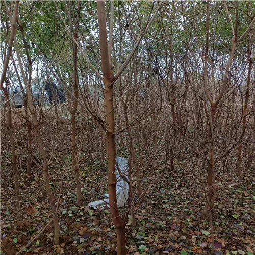 福建香樟小苗价格 