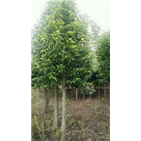 江西桂花小苗 