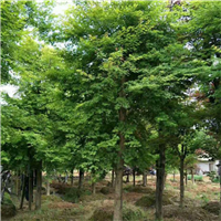 江西鸡爪槭 