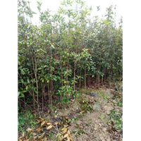 南平桂花小苗 