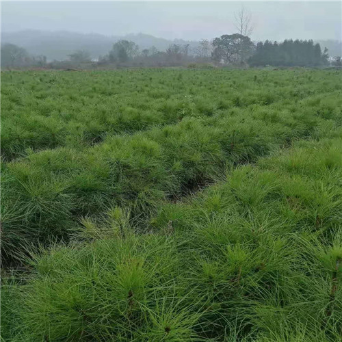 供应江西榉树 