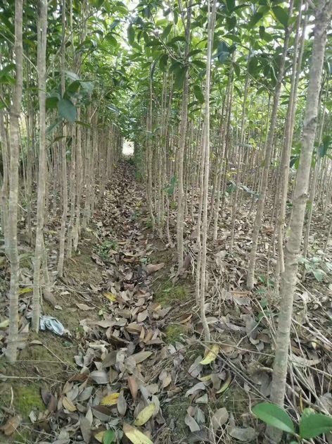 黄石桂花小苗供应商 