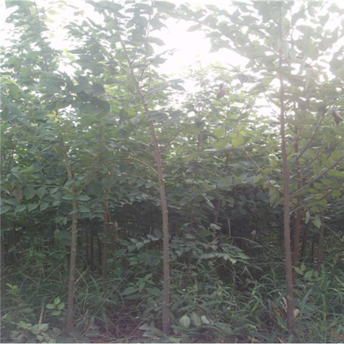 江西马褂木 
