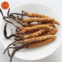 泰州回收冬虫夏草 