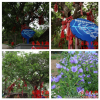 鸡鸣岛渔家乐 