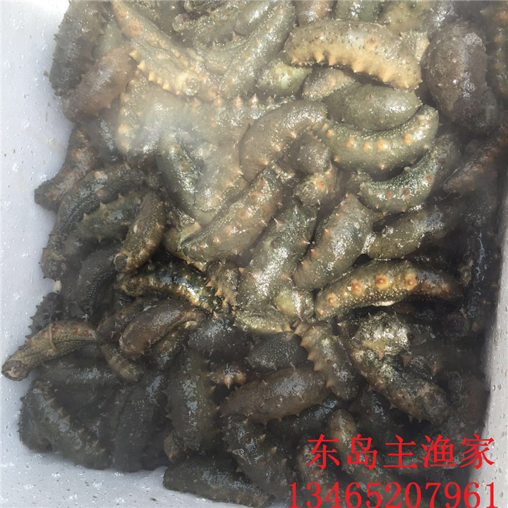 东岛主渔家