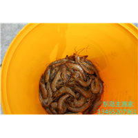 鸡鸣岛渔家乐