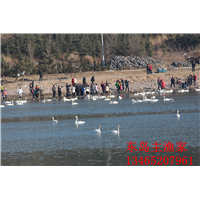 鸡鸣岛渔家乐
