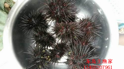 东岛主渔家