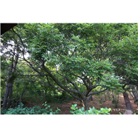 鸡鸣岛渔家乐