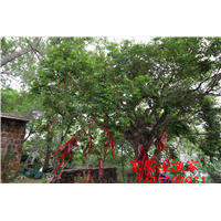鸡鸣岛渔家乐