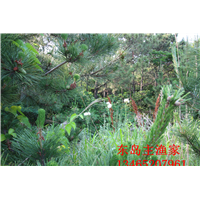 鸡鸣岛渔家乐