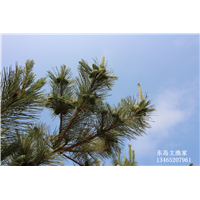鸡鸣岛渔家乐