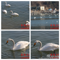 鸡鸣岛渔家乐 