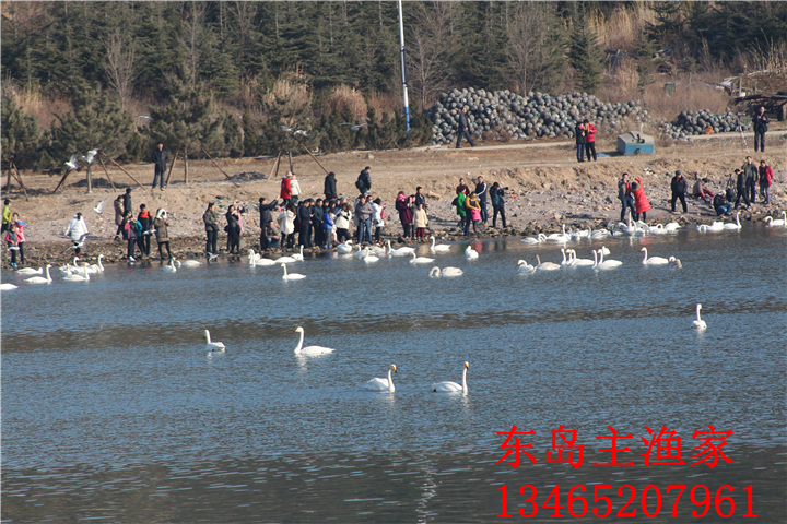 鸡鸣岛渔家乐