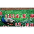 鸡鸣岛渔家乐