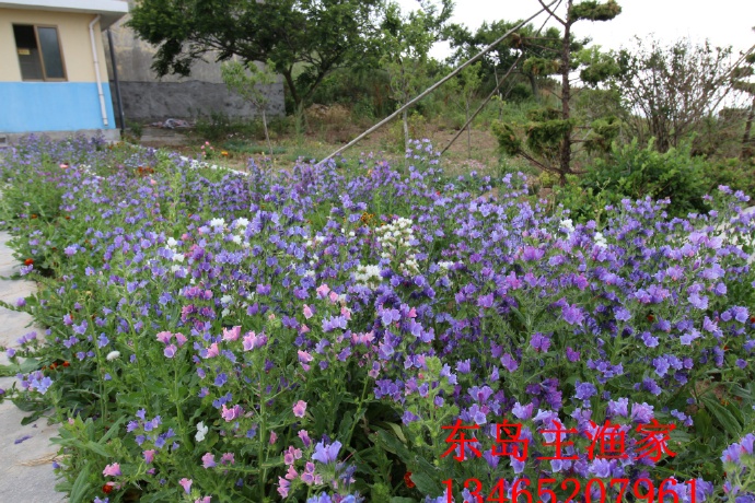 鸡鸣岛渔家乐 
