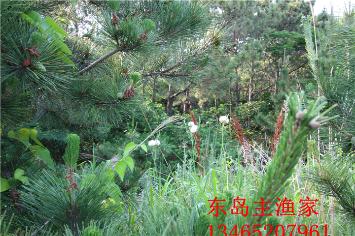 鸡鸣岛渔家乐