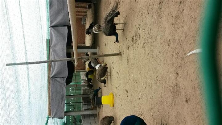 鸡鸣岛渔家乐