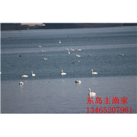 鸡鸣岛渔家乐