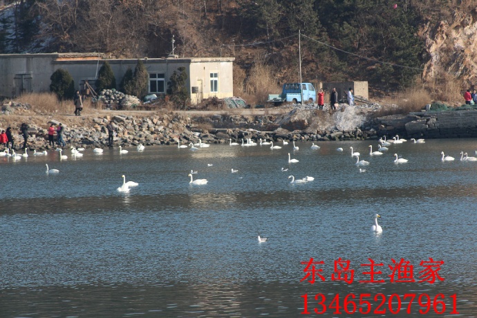 鸡鸣岛渔家乐 