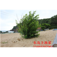 鸡鸣岛渔家乐