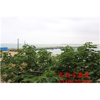 鸡鸣岛渔家乐