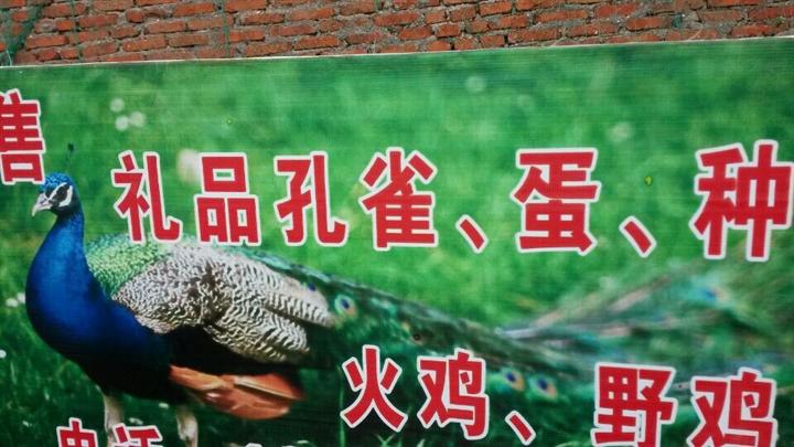 鸡鸣岛渔家乐