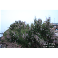 鸡鸣岛渔家乐 
